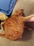 Ginger chonky cat cute pics