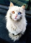 Gorgeous different colored eyes cat