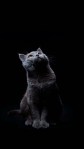 Grey cat hd wallpaper for mobile