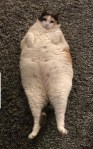 Handsome cat chonky pictures