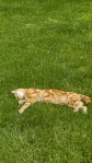 Hd ginger kitty cat in grass phone background 1440x2560