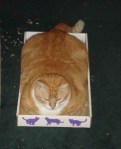 Huge chonk cat in box picture