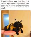Kitty cat cute in bee costume wholesome