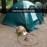 Kitty cat goes camping with its own tent