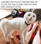 Kitty cat meme reaction meow