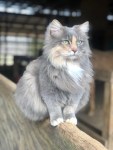 Majestic fluffy grey cat photo