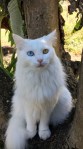 Photo of a gorgeous blue yellow eyed cat