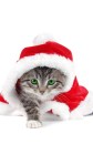 Santa cat green eyed cat cellphone wallpaper