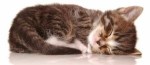 Sleeping kitten 820x360 cover for facebook timeline