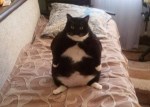 Standing black white fat cat