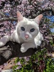 Stunning blue eyes cat picture