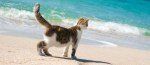Time line photo of cat at beach 820x360