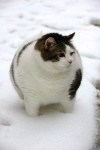 Very cute chubby cat in snow