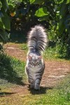 Very fluffy cat tail majestic