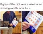 Vet meme fat cat wholesome