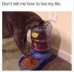 Cat eating meme