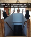 Cat pics with funny captions
