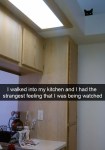 Cat spying on hooman meme