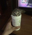 Cats in strange places