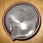 Cute cat in a bowl