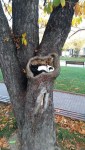 Cute cats i fits i sits in tree
