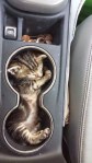 Cute kitten fits in car drink holders