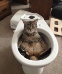 Funny cat in toilet bowl sitting