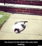 Funny melting cat meme funny captions