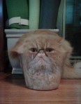 Hillarious cat in jar