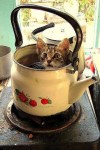 Kitty cat sleeping in kettle