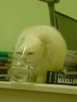 Liquid catto in a jar