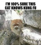 Meme old wise cat with funny captions