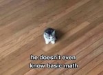 Meme tiny kitten funny captions