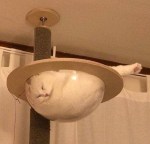 White cat is liquid