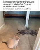 8 legs funny meme of cats