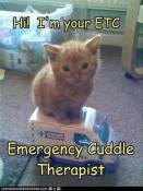 A small kitten to help cute memes