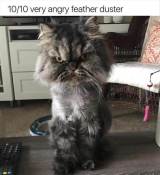 Angry cat is not impressed meme
