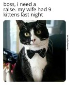 black and white business tuxedo cat funny kittens meme