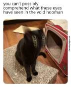 Black blury cat memes