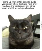 Black cat not impressed meme scritches