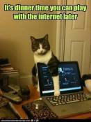 Cat being naughty blocking laptop screen