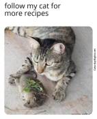 cat brings mouse food meme
