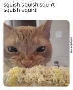 Cat eating corn meme