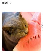 Cat eating watermelon meme meine