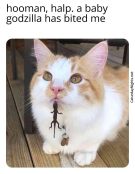 cat fashion meme lizard cute