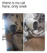 cat funny snek meme