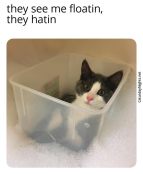 Cat in bath in tub meme