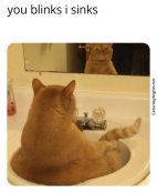 Cat in sink liquid meme