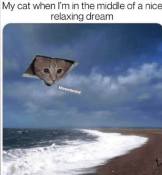 Cat is cute and ruins dreams meme