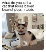 Cat jokes funny